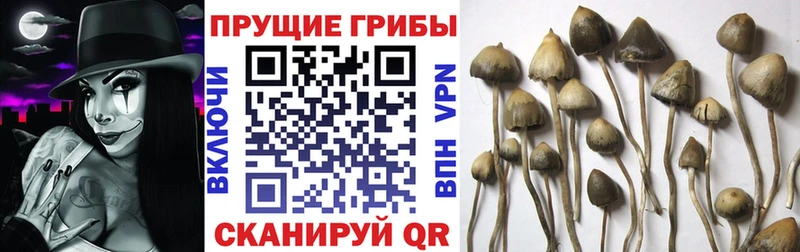 Купить где  Зарайск  Галлюциногенные грибы Magic Shrooms 